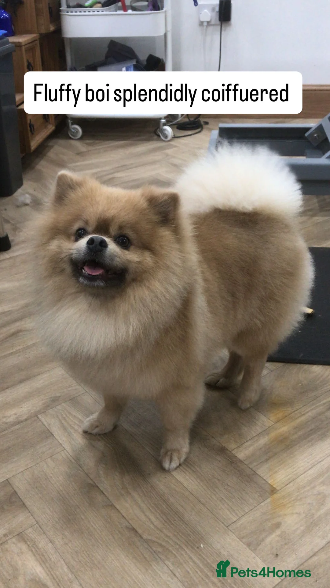 Pomeranian dogs for stud: Pedigree Male Pomeranian Kennel Club Registered  - Advert 1