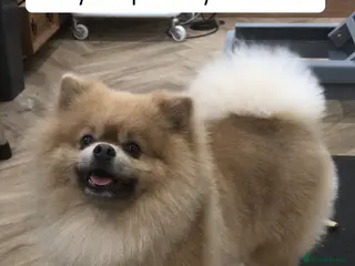 Pomeranian dogs Pedigree Male Pomeranian Kennel Club Registered - Advert 9