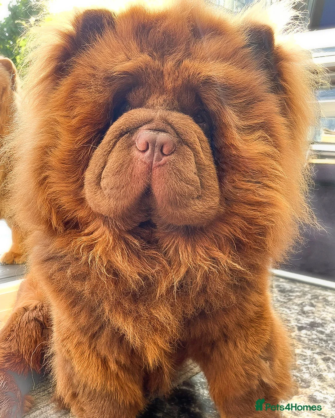 Chow Chow dogs for stud: HERSHEY the famous chocolate carrying blue. in Cheltenham - Advert 12