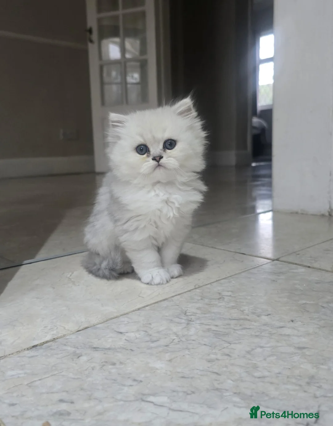 Persian cats for sale: Persiian chinchilla silver tip female - Advert 5
