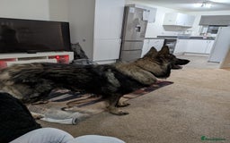 German Shepherd dogs for sale: ACE AND LUNA - Image 1