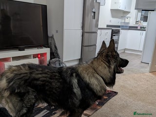German Shepherd dogs for sale - Advert 1