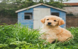 Golden Retriever dogs for sale: Ready now Golden Retriever Puppies KC Dad  - Image 28