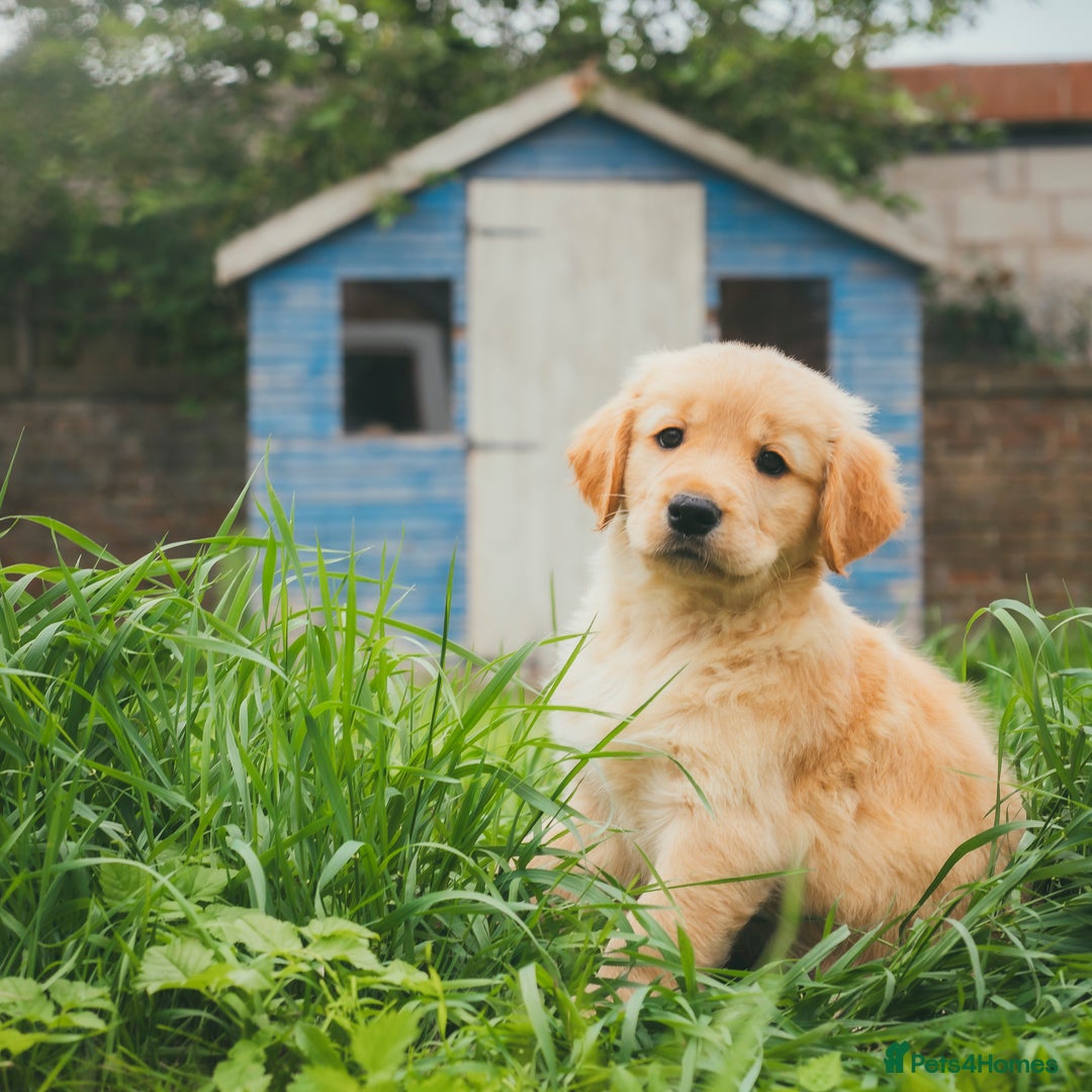 Golden Retriever dogs for sale: Ready now Golden Retriever Puppies KC Dad  - Image 28