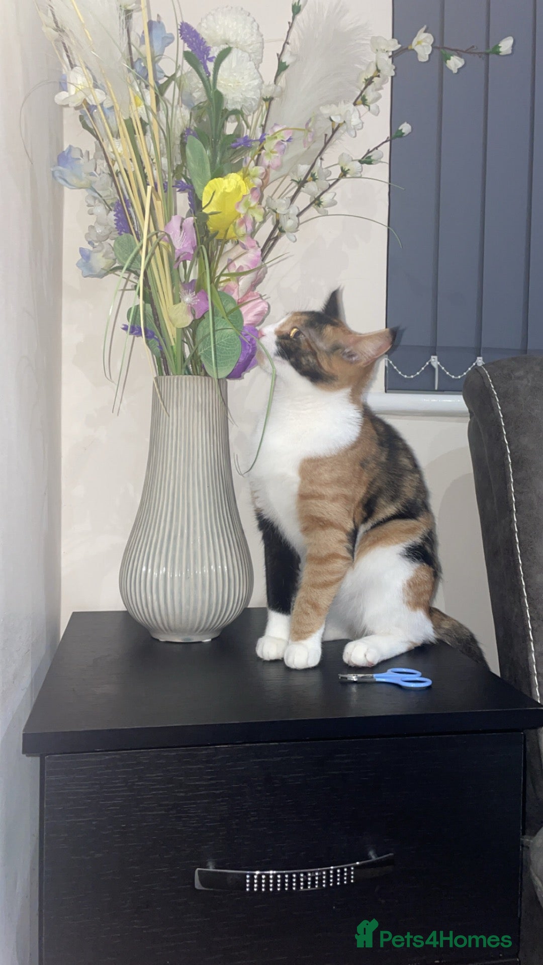 Mixed Breed cats Female cat for sale. - Advert 2