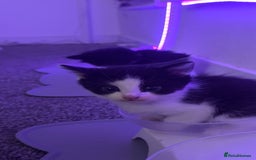 Mixed Breed cats for sale: Fluffy kittens - Image 17