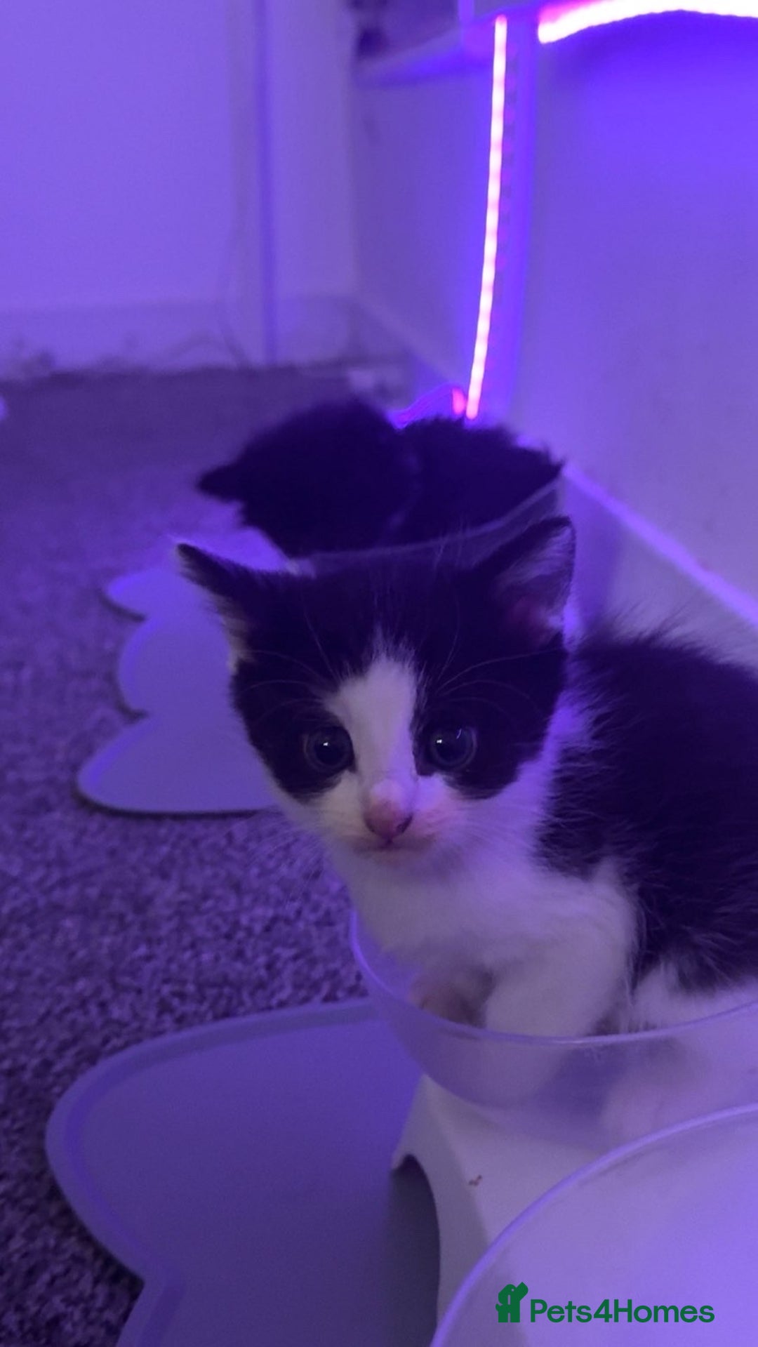 Mixed Breed cats for sale: Fluffy kittens - Image 17