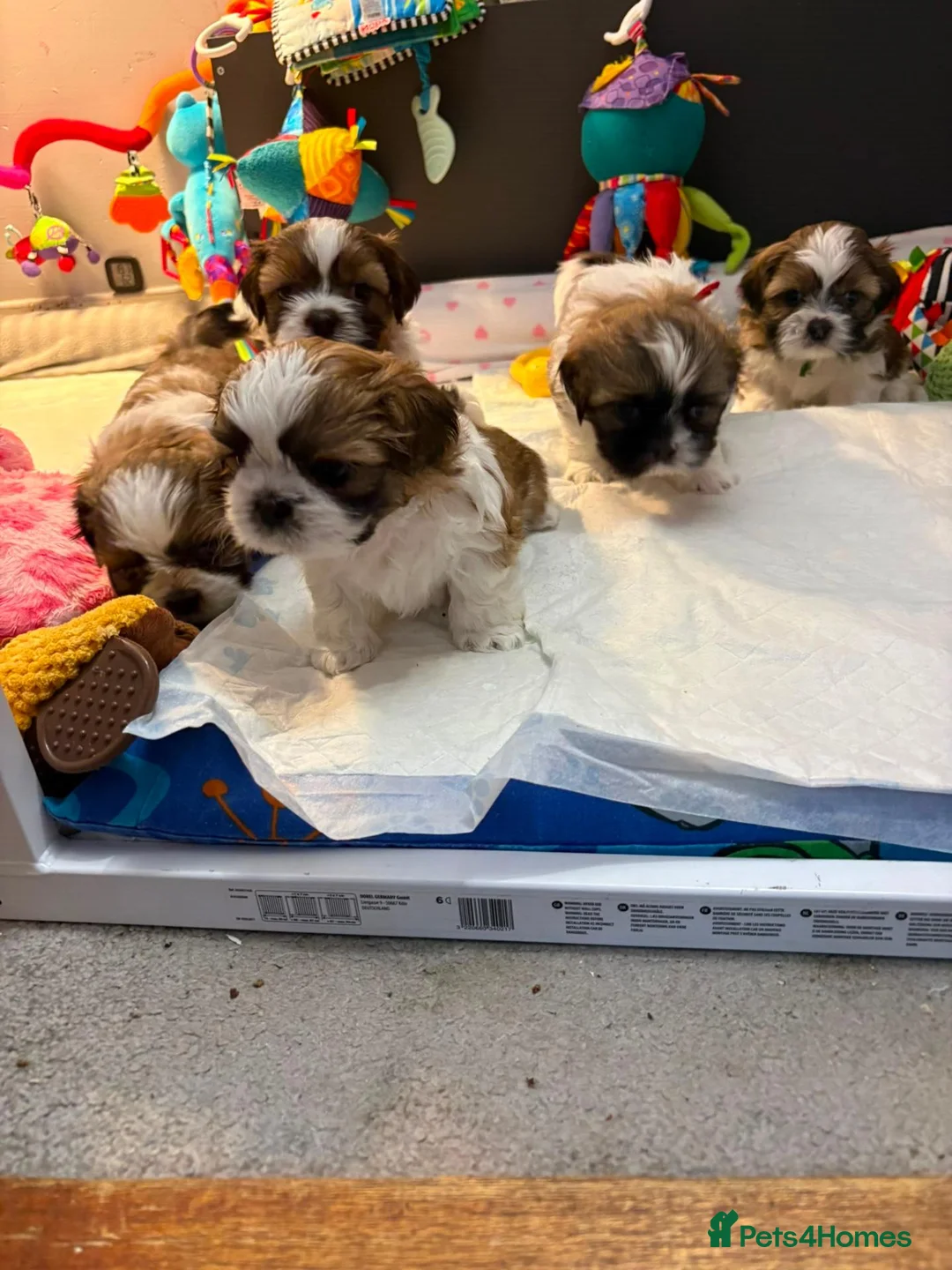 Shih Tzu dogs for sale: Lovely Shih Tzu Puppies Looking for Homes in Manchester - Advert 8