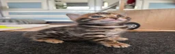 Bengal cats for sale: Stunning Bengal Kittens in London - Advert 4