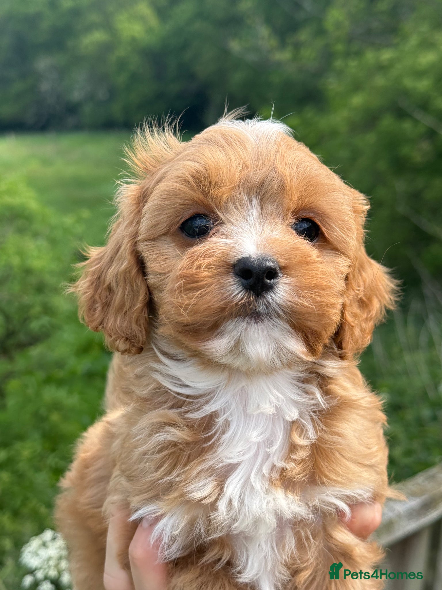 Cavapoo dogs Stunning F1 Red Cavapoo Girl ready now  - Advert 2