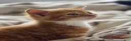 Mixed Breed cats for sale: Adorable ginger and tortishell kittens - Advert 17