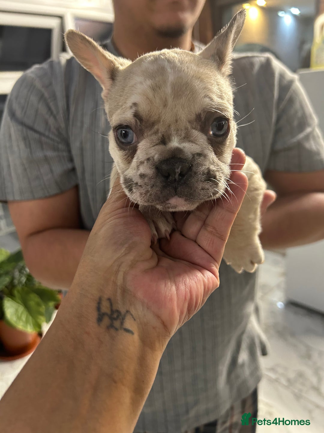 French Bulldog dogs for sale: 3 Extremely beautiful French bull terriers kc reg  - Advert 19