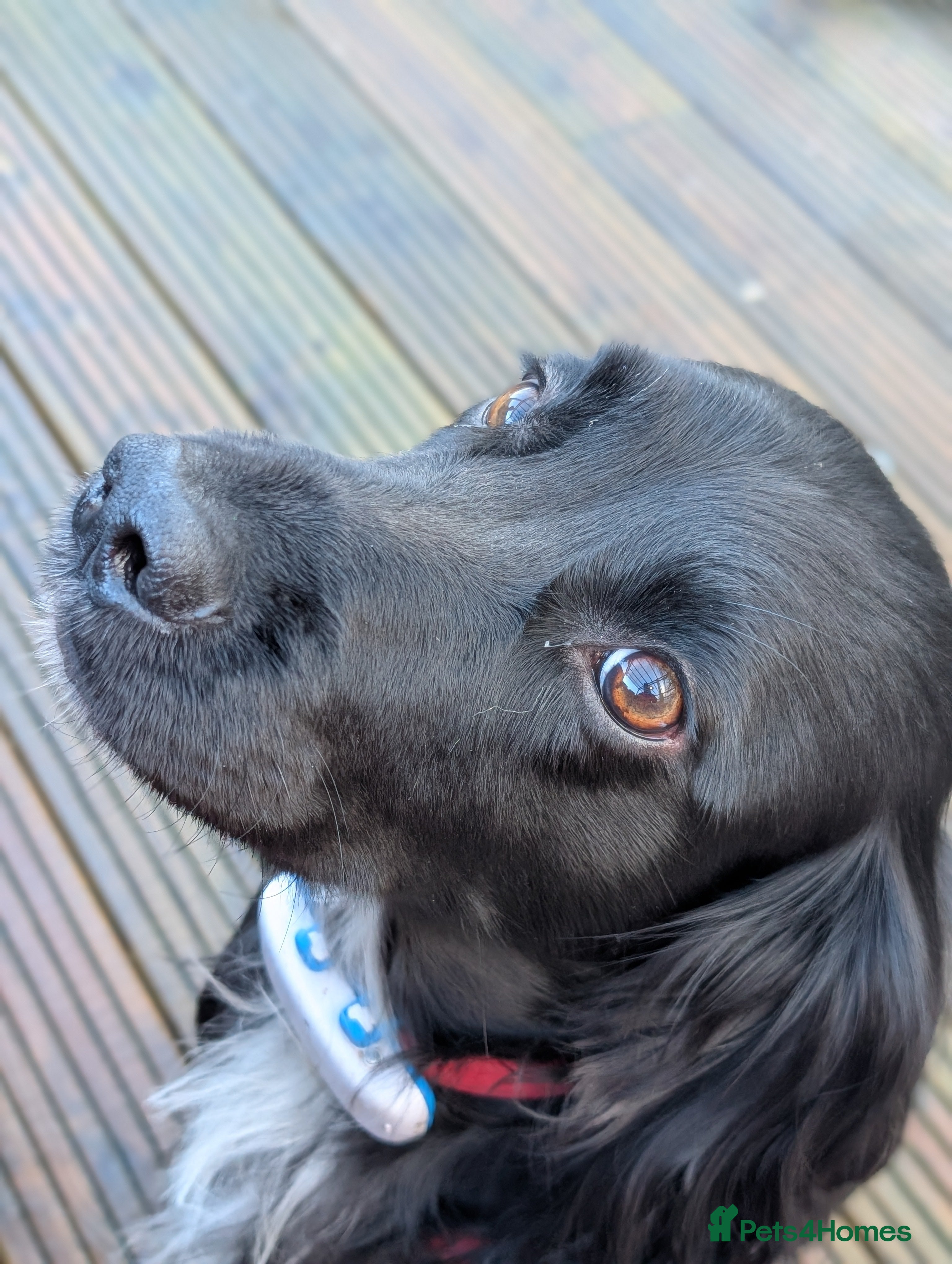 Cocker Spaniel dogs Cocker Spaniel for Stud in Taunton - Advert 2