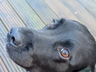 Cocker Spaniel dogs Cocker Spaniel for Stud in Taunton - Advert 1