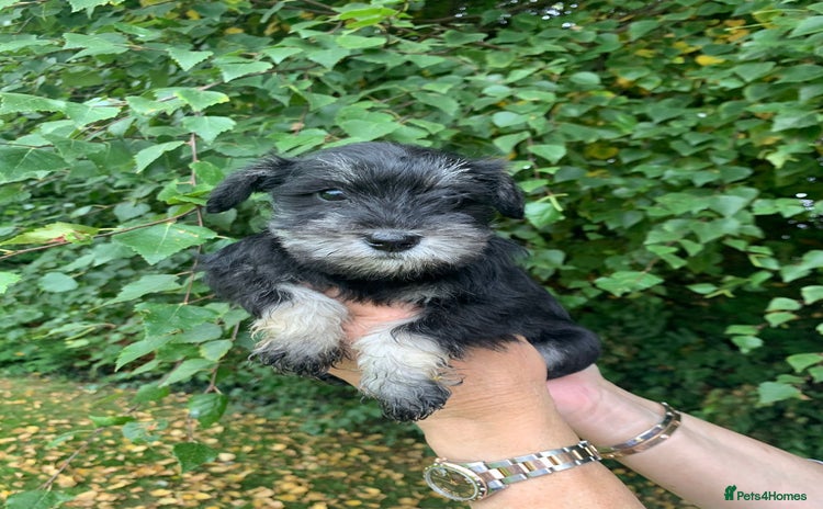 Miniature Schnauzer dogs - Advert 2
