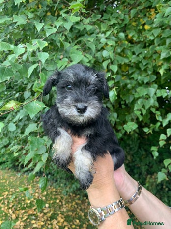 Miniature Schnauzer dogs - Advert 2