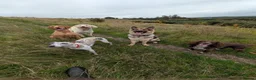 German Shepherd dogs for sale: ROCKFORCE LONG HAIRED WORKING LINE GSD  - Advert 11