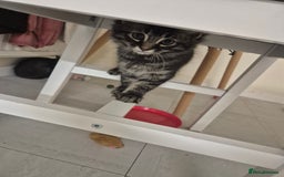 British Shorthair cats for sale: British short hair mixed  - Image 6