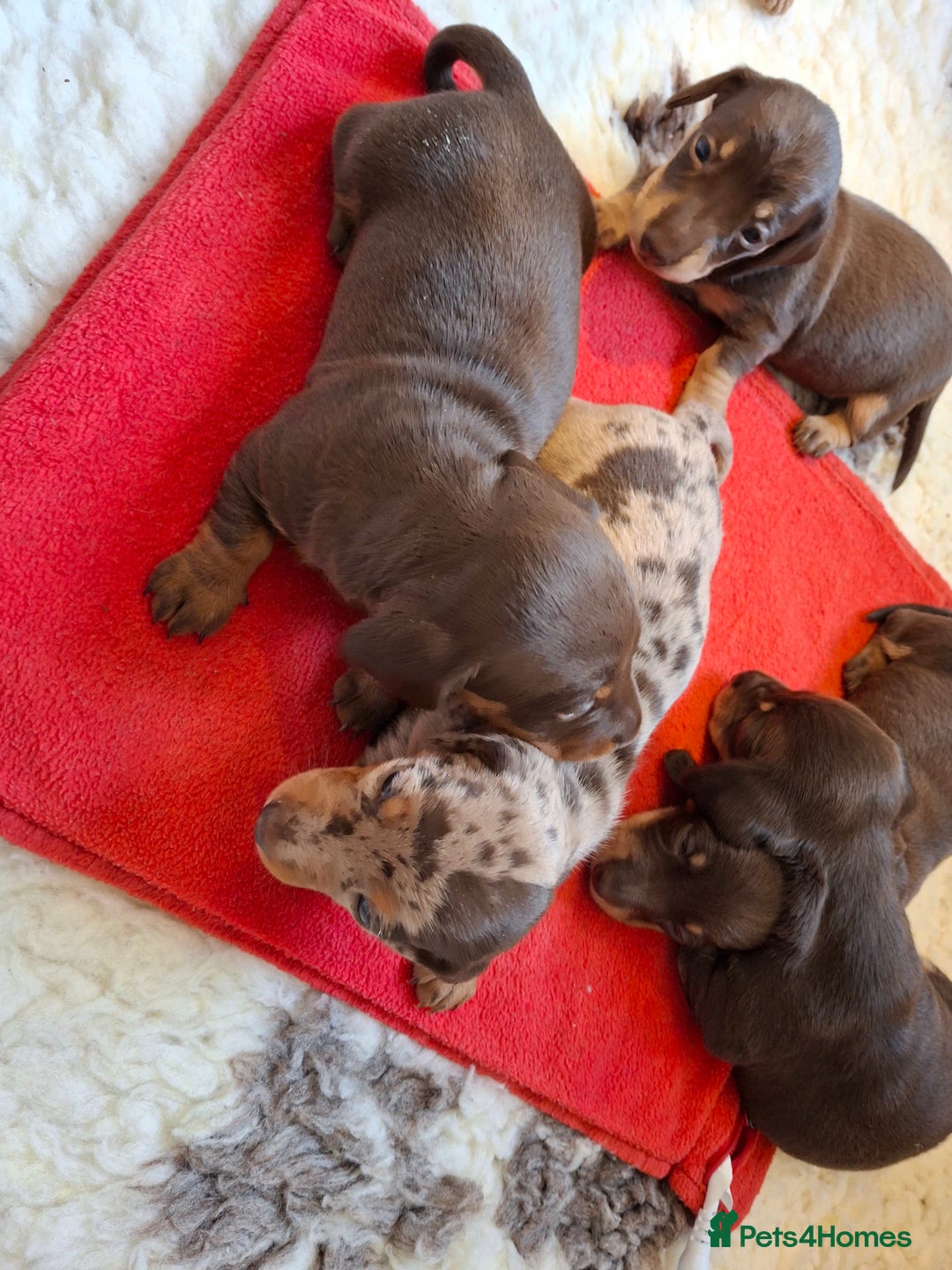 Miniature Dachshund dogs for sale: 🐾❤️ KC Reg Smooth Haired Miniature Dachschund  - Advert 2