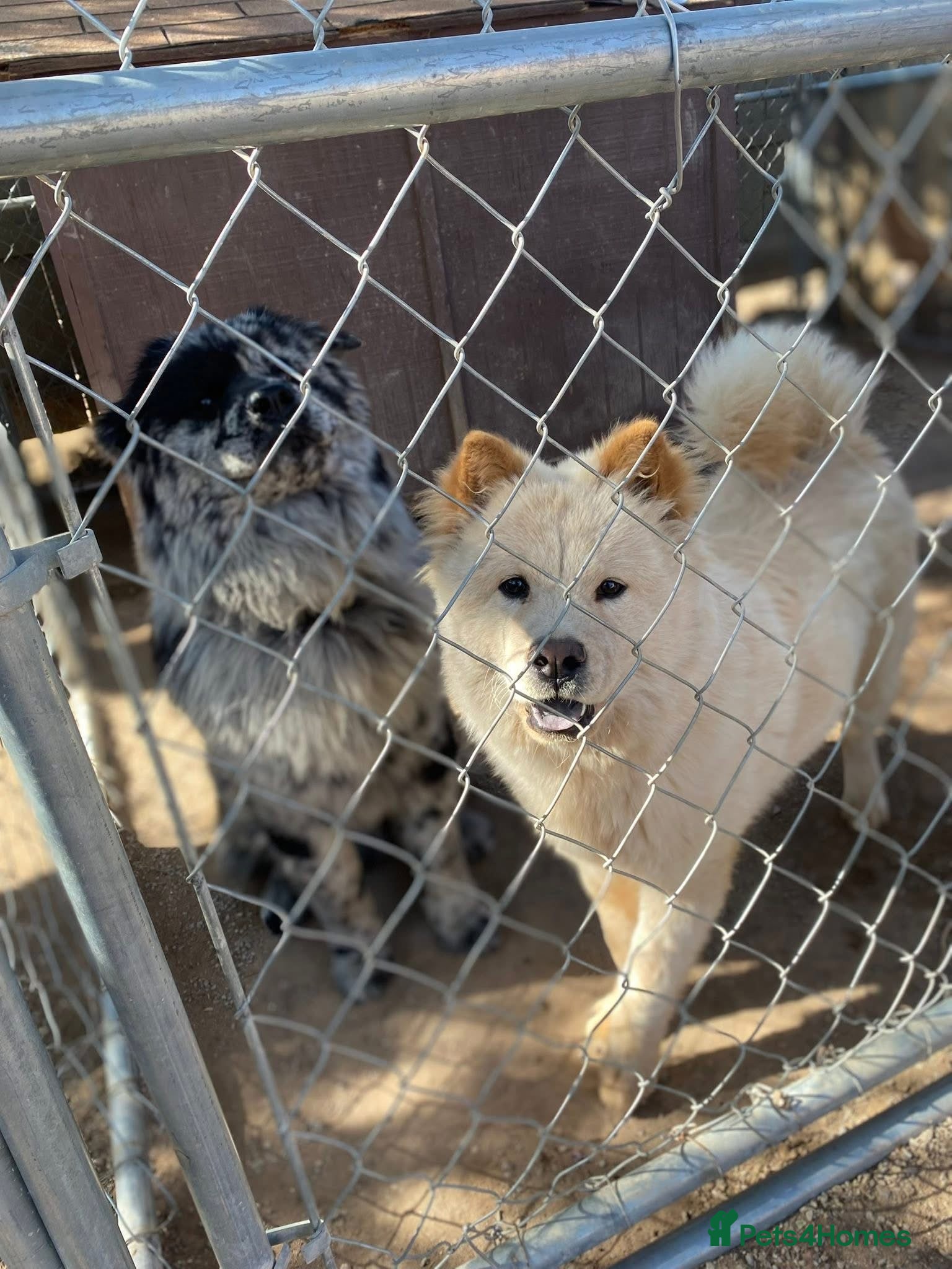 Chow Chow dogs Chow Puppies – Cream, Grey & Merle Available - Advert 1
