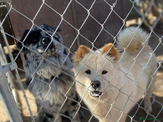 Chow Chow dogs Chow Puppies – Cream, Grey & Merle Available - Advert 11