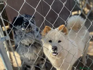 Chow Chow dogs Chow Puppies – Cream, Grey & Merle Available - Advert 20