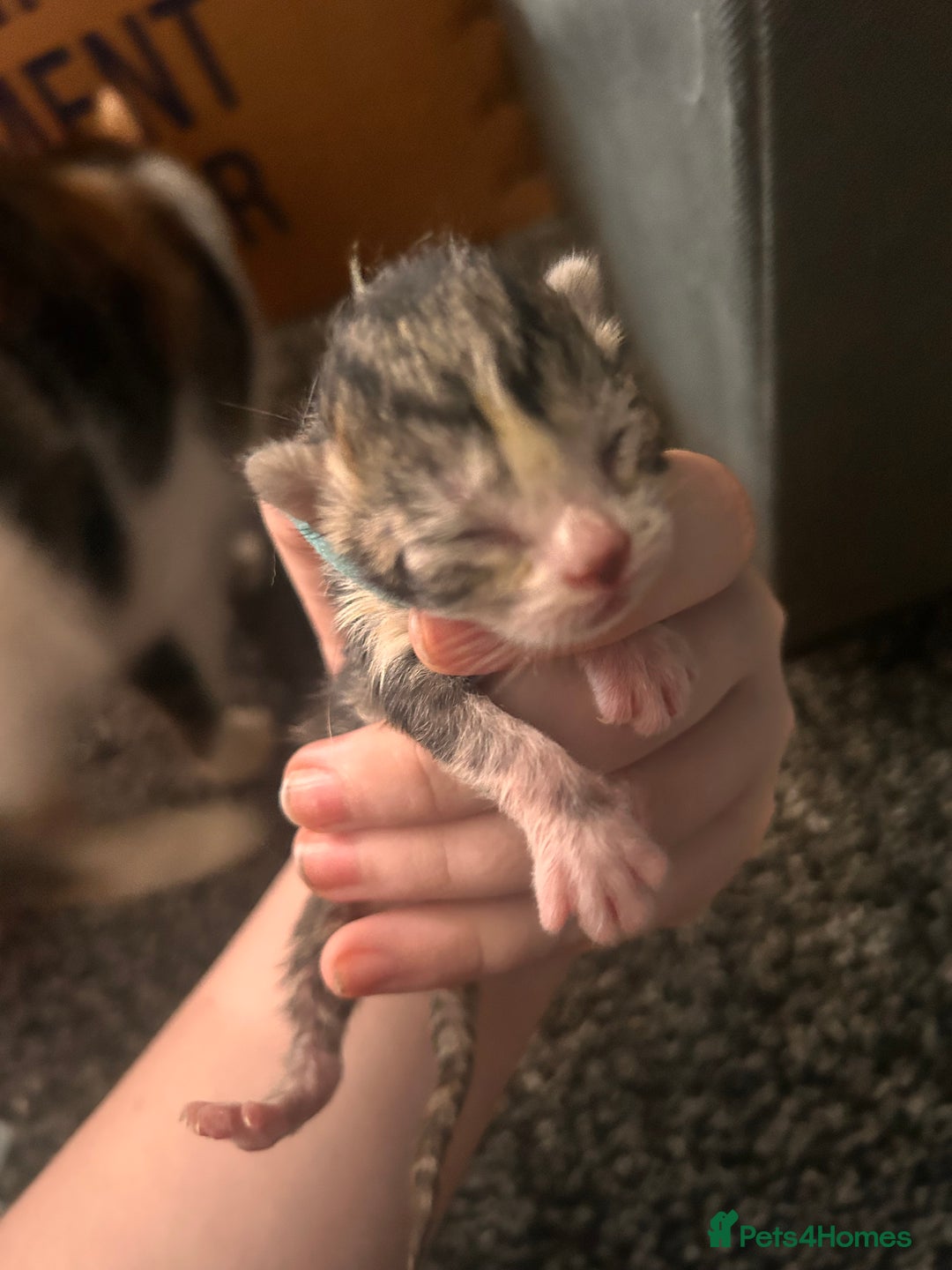 Mixed Breed cats for sale: Ragdoll x DSH Calico kittens - Image 6
