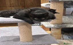 British Shorthair cats for sale:  🐾 Gorgeous Black Kittens – 11 Weeks Old 🐾   - Image 9