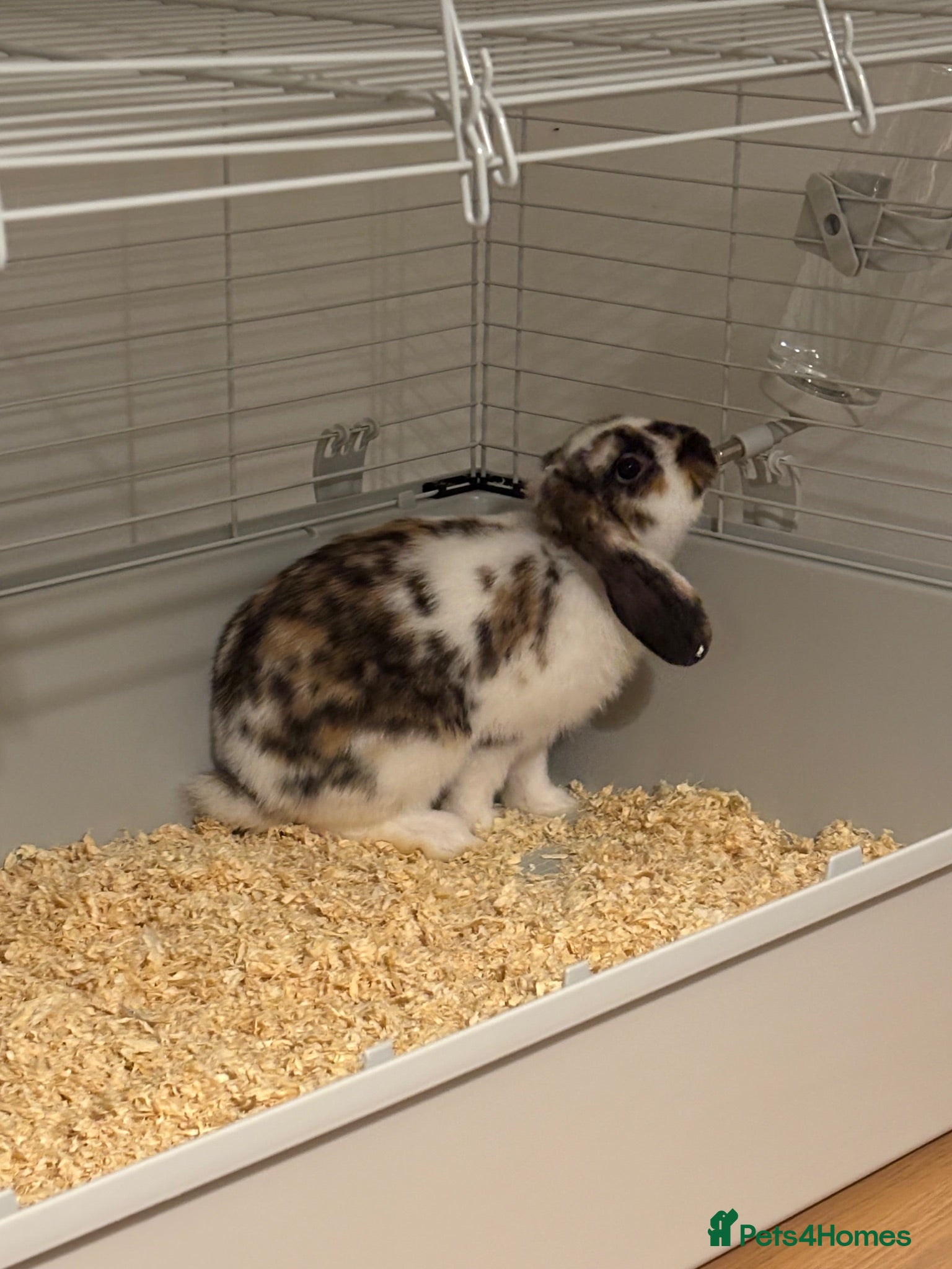 Mini Lop rabbits baby mini lop mix boy  - Advert 18