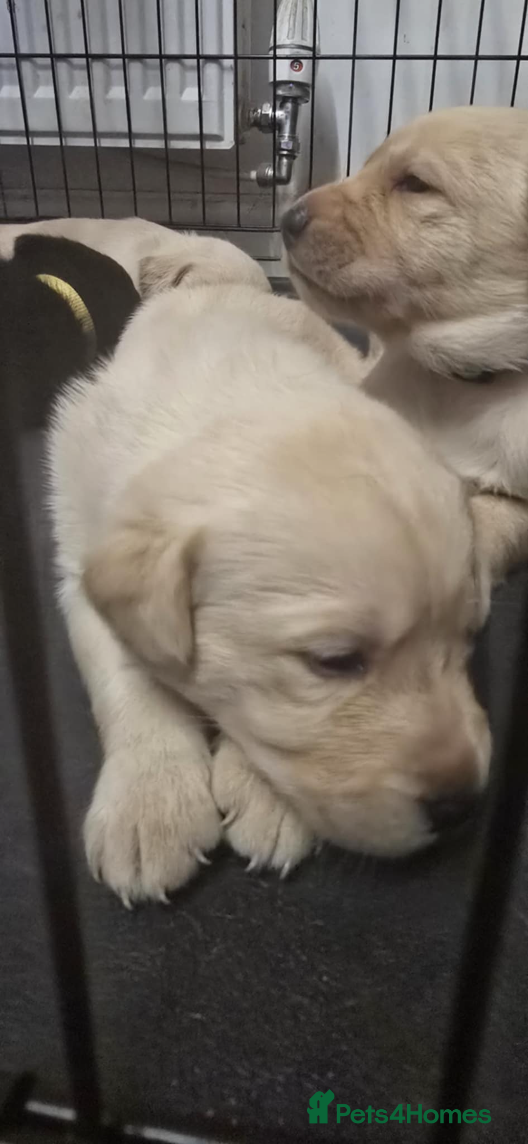 Labrador Retriever dogs for sale: 3 Beautiful Labrador Girls - Advert 11