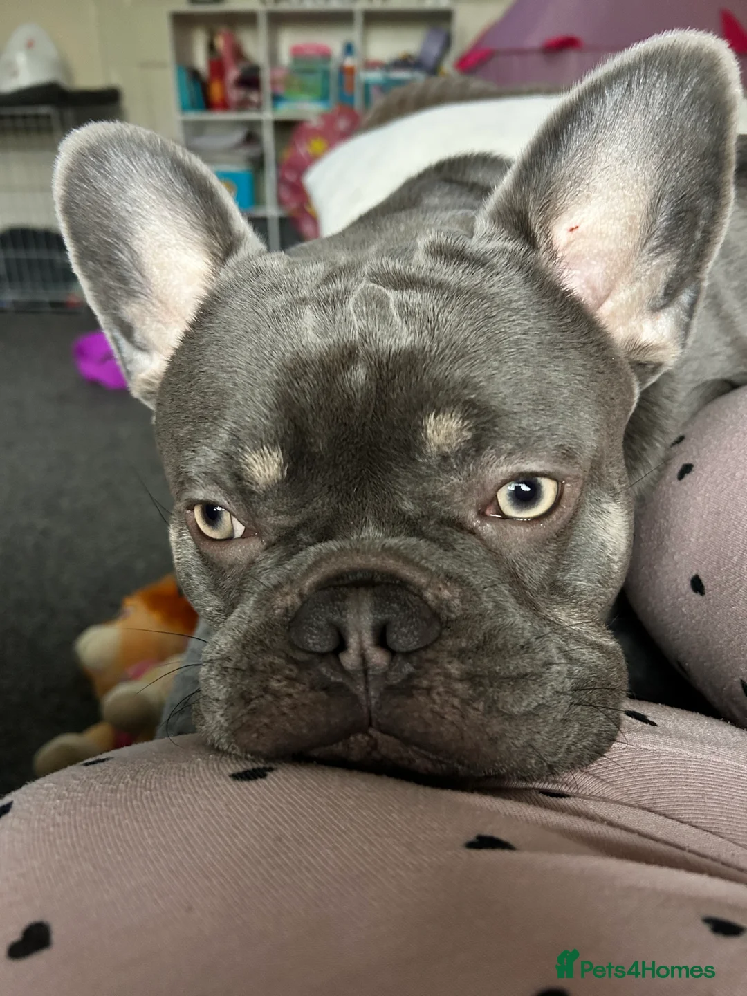 French Bulldog dogs for stud: Grey French bulldog up for stud  - Advert 3