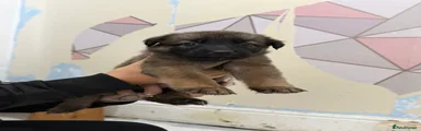 Mixed Breed 5