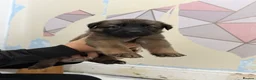 Mixed Breed dogs for sale: Belgian shepherd puppies  in Hartlepool - Advert 4