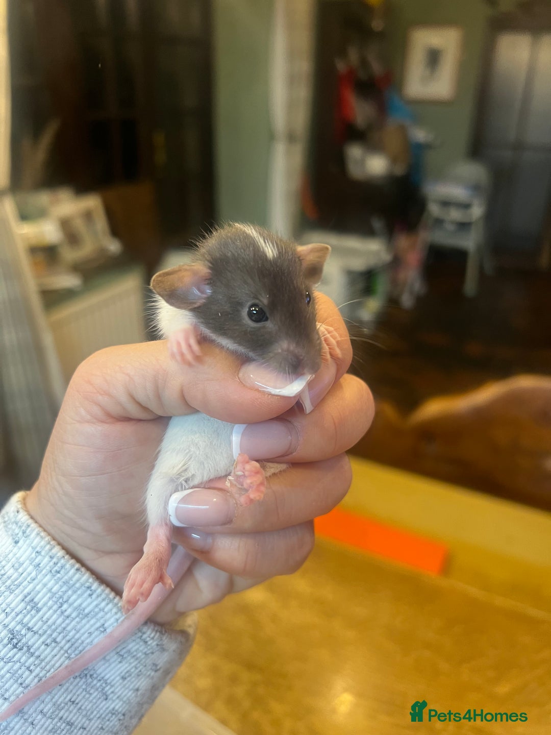 Rat rodents for sale: Dumbo x Fancy Rats  - Image 1