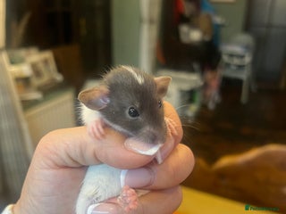 Rat rodents - Advert 2