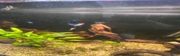 Angelfish fish for sale: Angelfish, clown pleco, tetras and dwarf frog - Advert 4