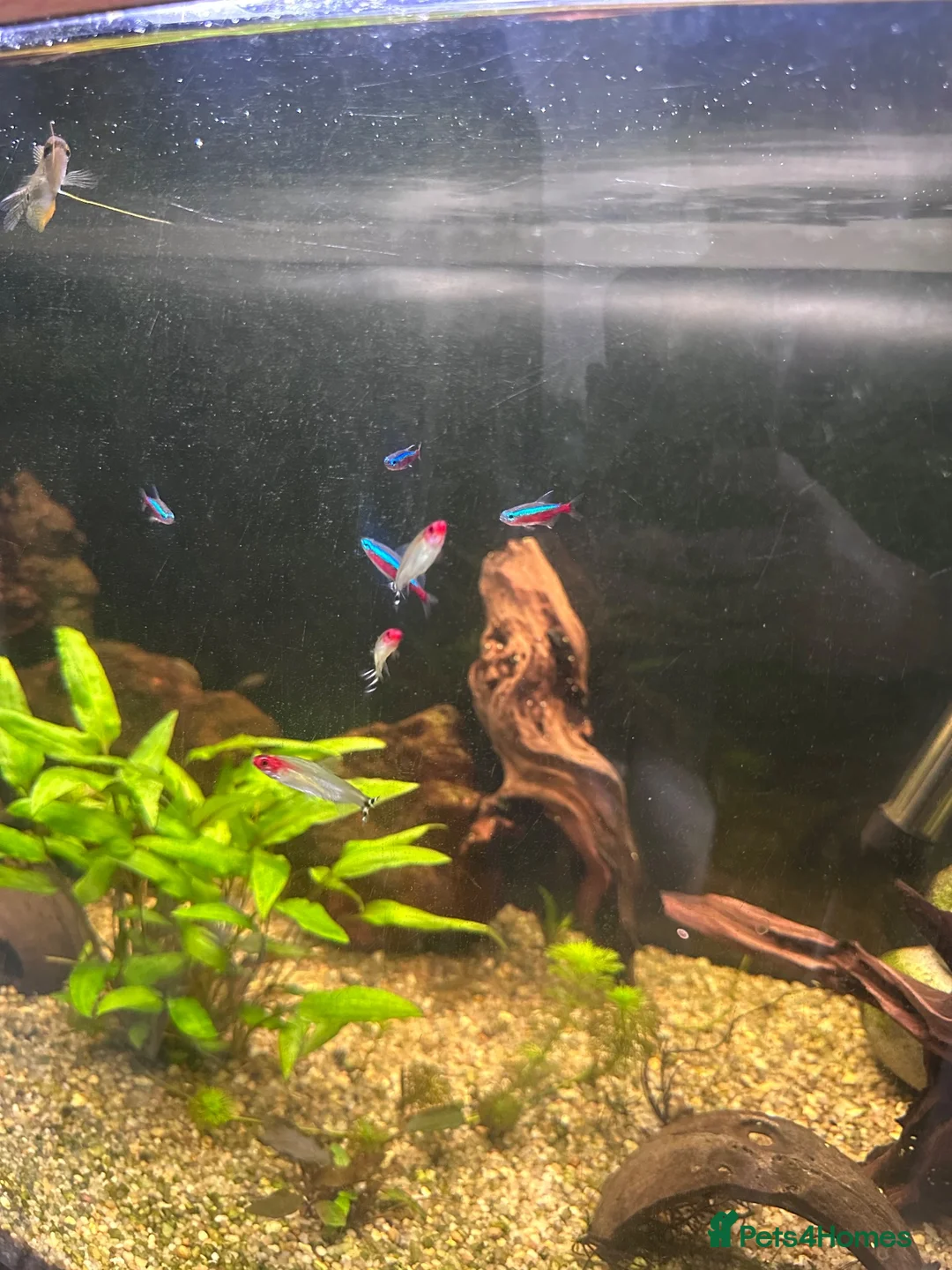 Angelfish fish for sale: Angelfish, clown pleco, tetras and dwarf frog - Advert 4