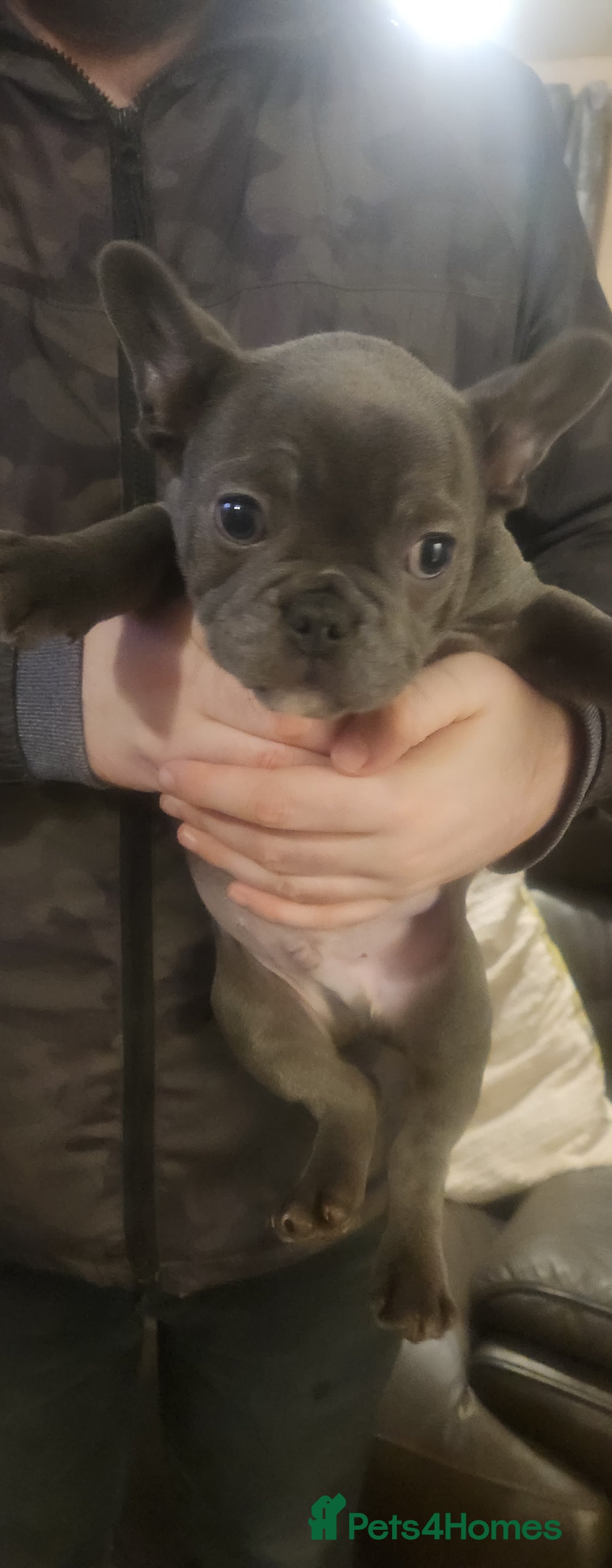 French Bulldog dogs for sale: French bulldog  - Advert 15