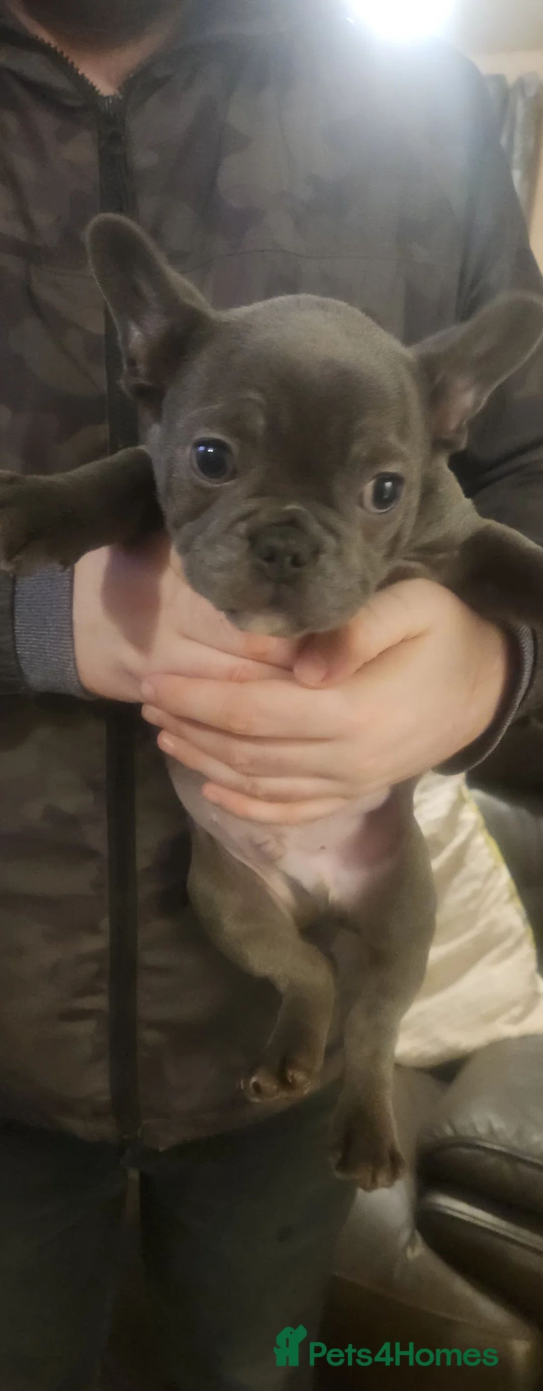 French Bulldog dogs for sale: French bulldog  - Advert 15