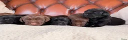 Cockerdor dogs for sale: Strong Chunky Cockerdor Puppies - Advert 10