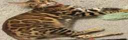 Bengal cats for sale: ❤️⭐️ Exceptional Bengal Male ⭐️❤️ - Advert 10
