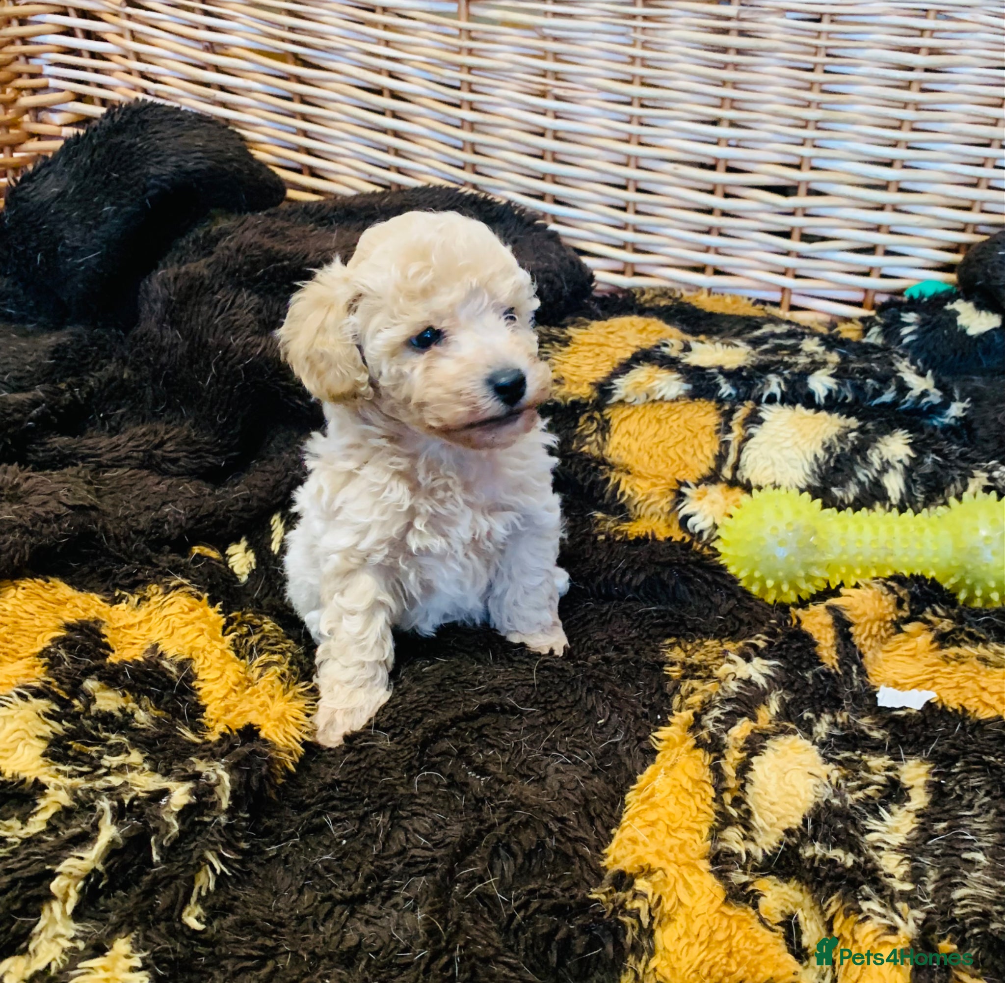 Poochon dogs for sale: Outstanding Poochon puppies  - Advert 12