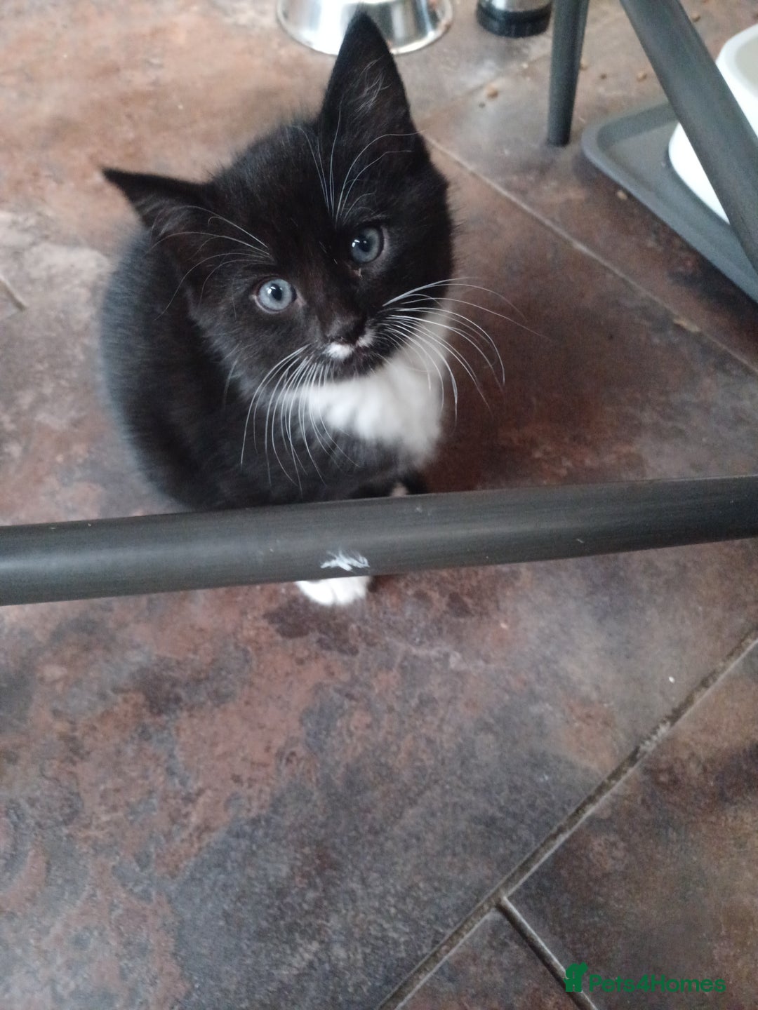 Mixed Breed cats for sale: Adorable cuddly kittens - Advert 11