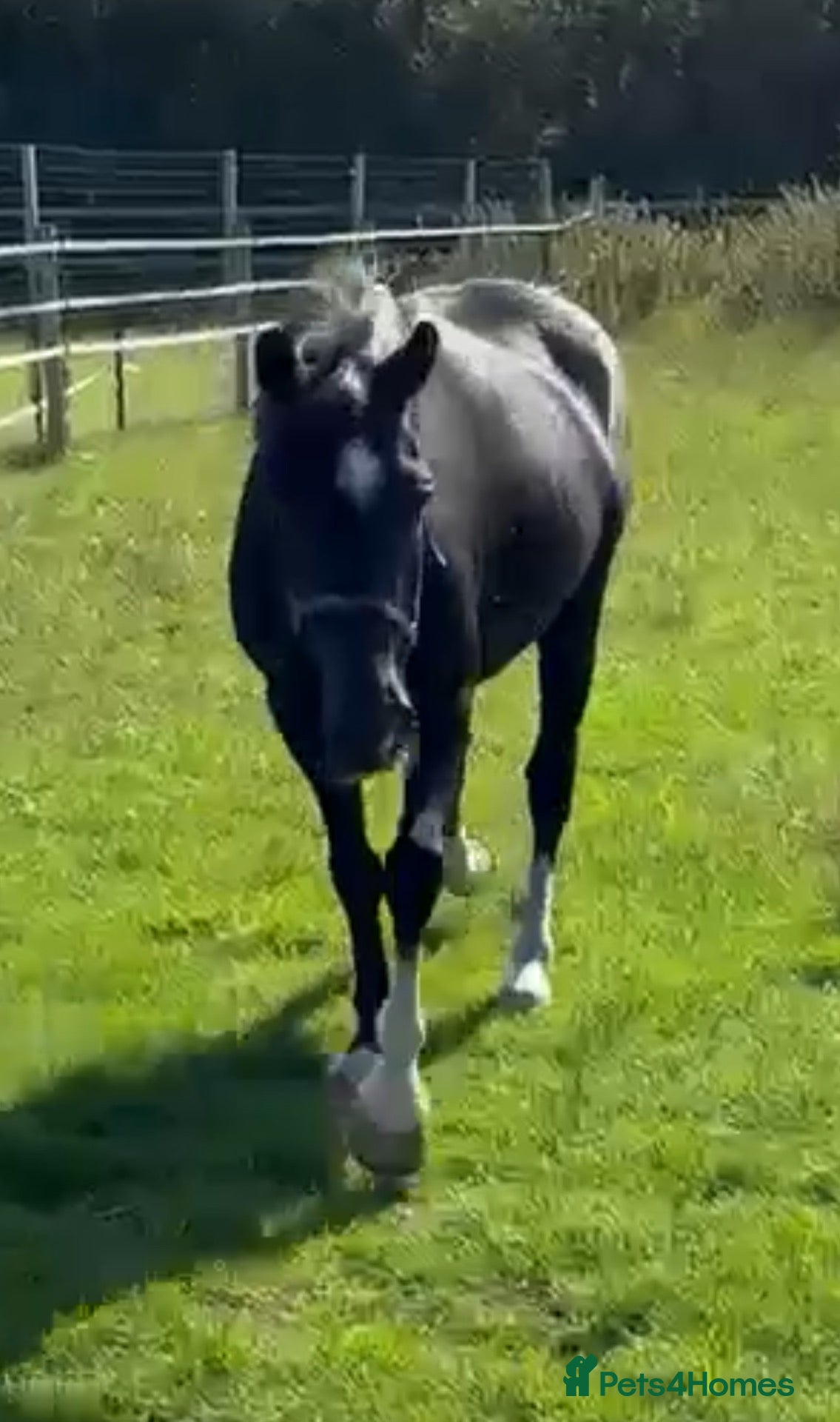 Other Breed horses Project/ companion  - Advert 1