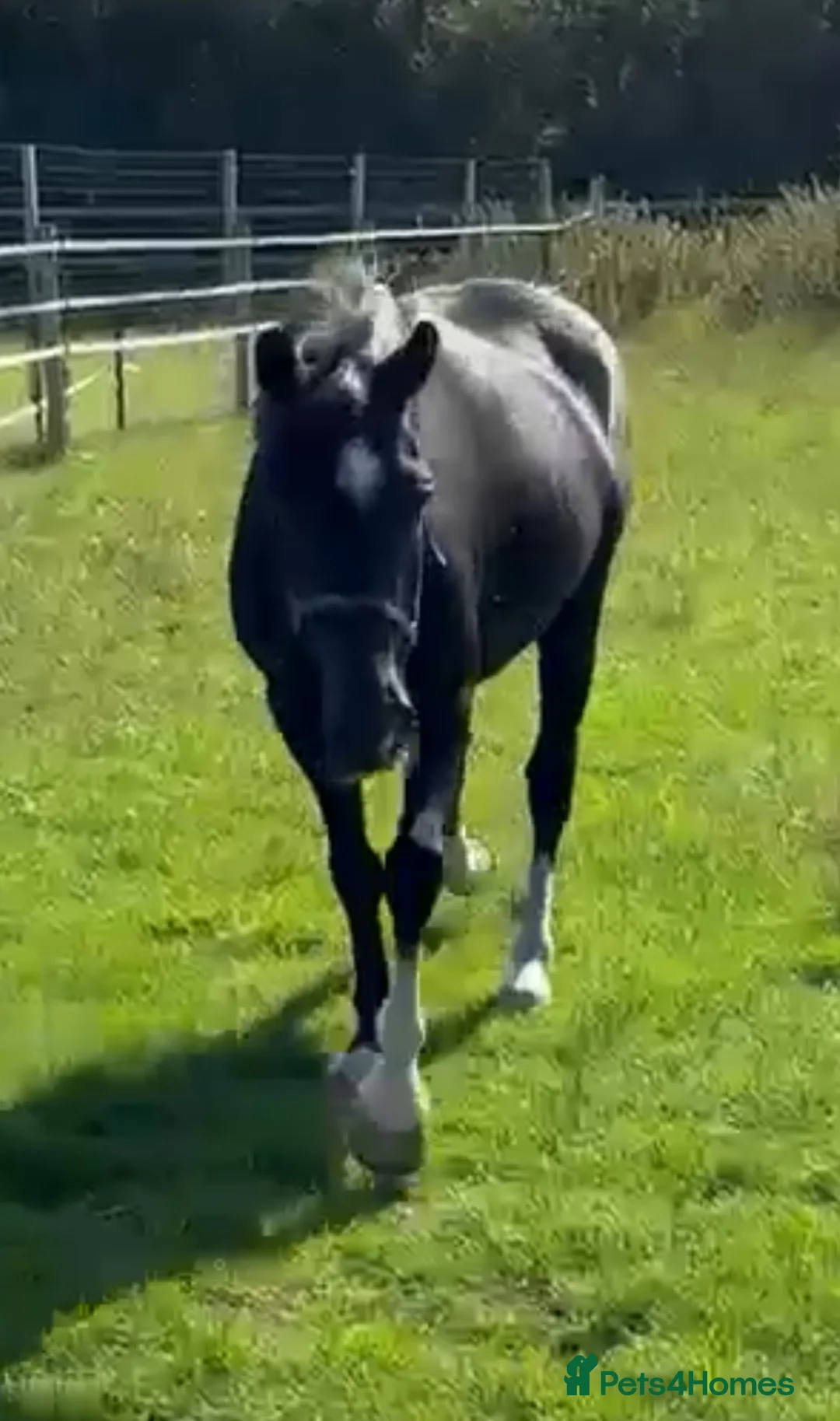 Other Breed horses for sale: Project/ companion  - Advert 1