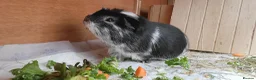 Guinea Pig rodents for sale: Male Guinea Pig - Advert 8