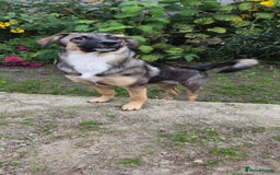 Mixed Breed dogs for adoption: 💖🐶 AMAYA 🐶💖 - Image 14