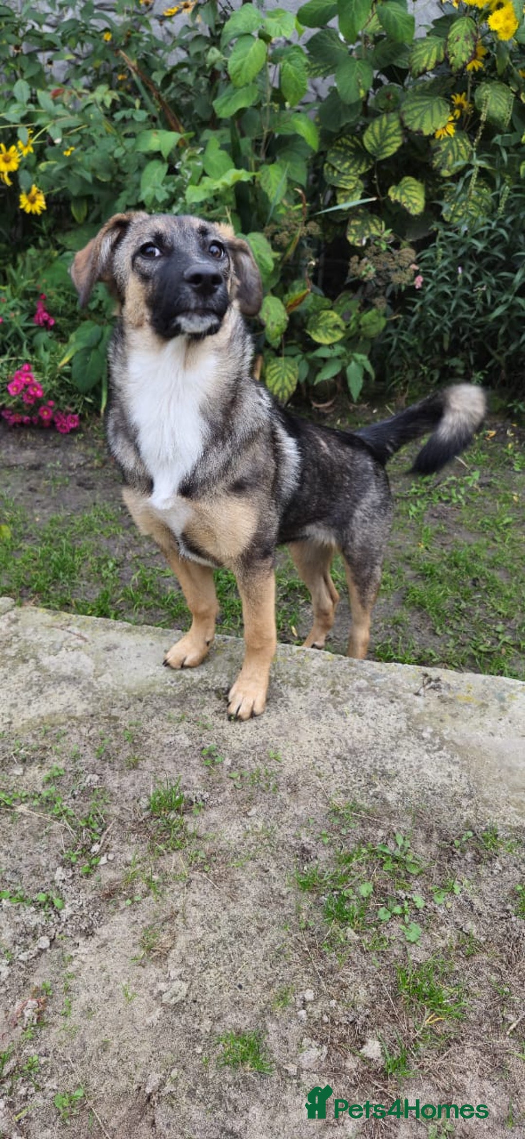 Mixed Breed dogs for adoption: 💖🐶 AMAYA 🐶💖 - Image 14