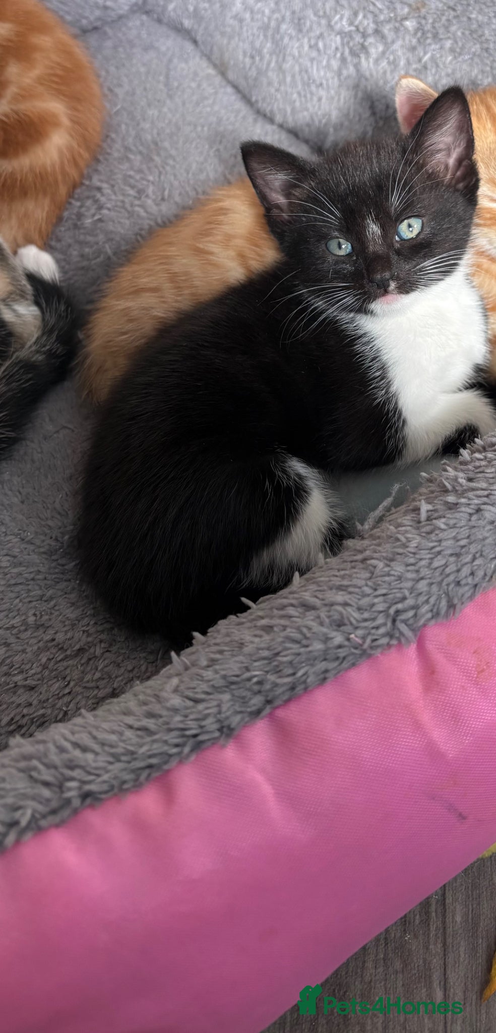 Mixed Breed cats Beautiful girl - Advert 1