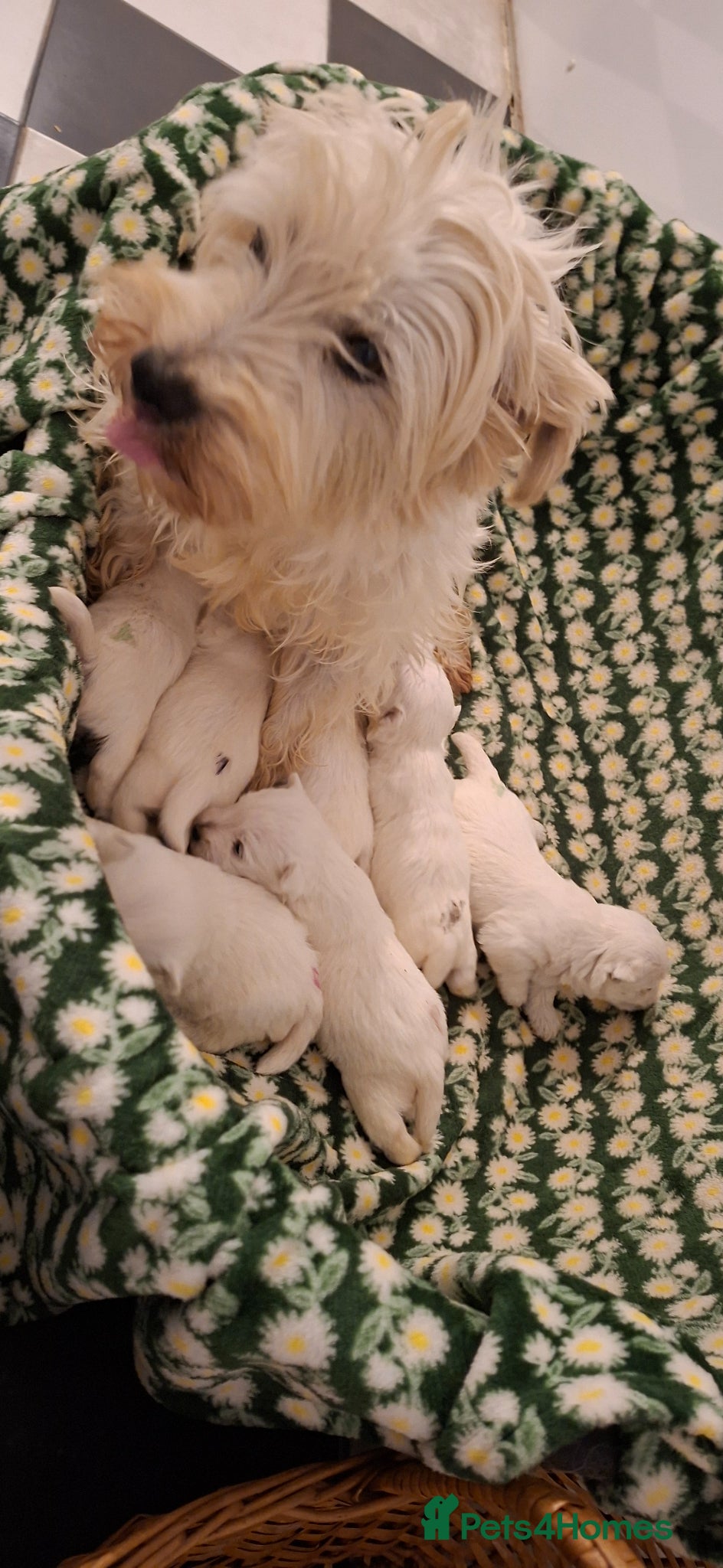 West Highland Terrier dogs Gorgeous kc reg westie pups - Advert 1